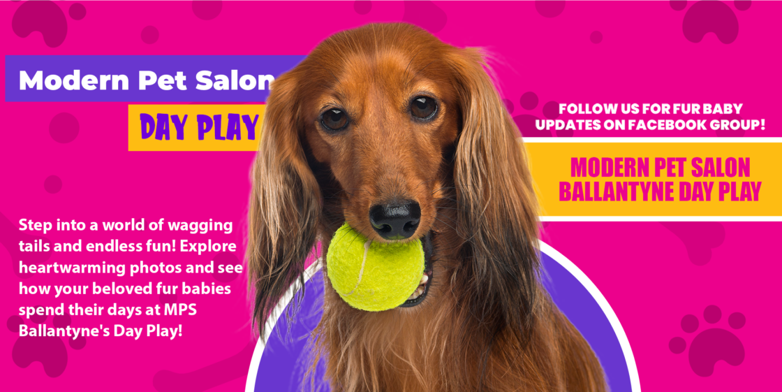 Modern Pet Salon